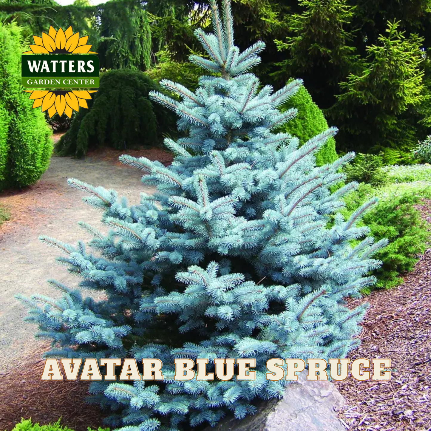 AVATAR BLUE SPRUCE 10gal