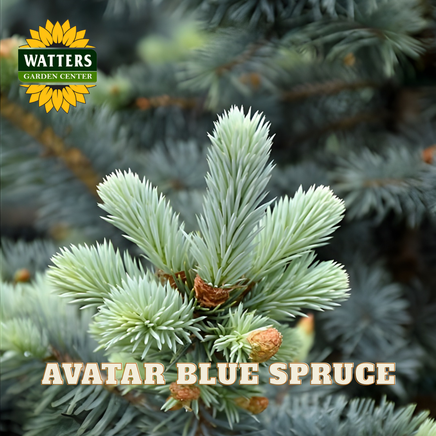 AVATAR BLUE SPRUCE 10gal