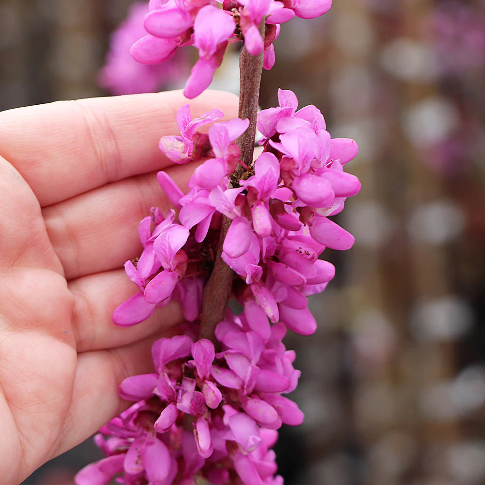 FLAME THROWER REDBUD TREE 5gal
