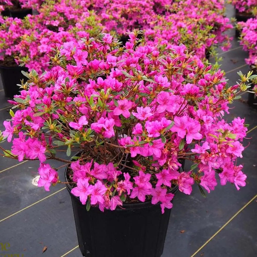 Karen Azalea (AZALEA KAREN) - 3 gallon 15"