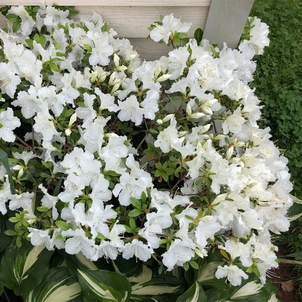 EVER GIRARDS PLEASANT WHITE AZALEA 3gal