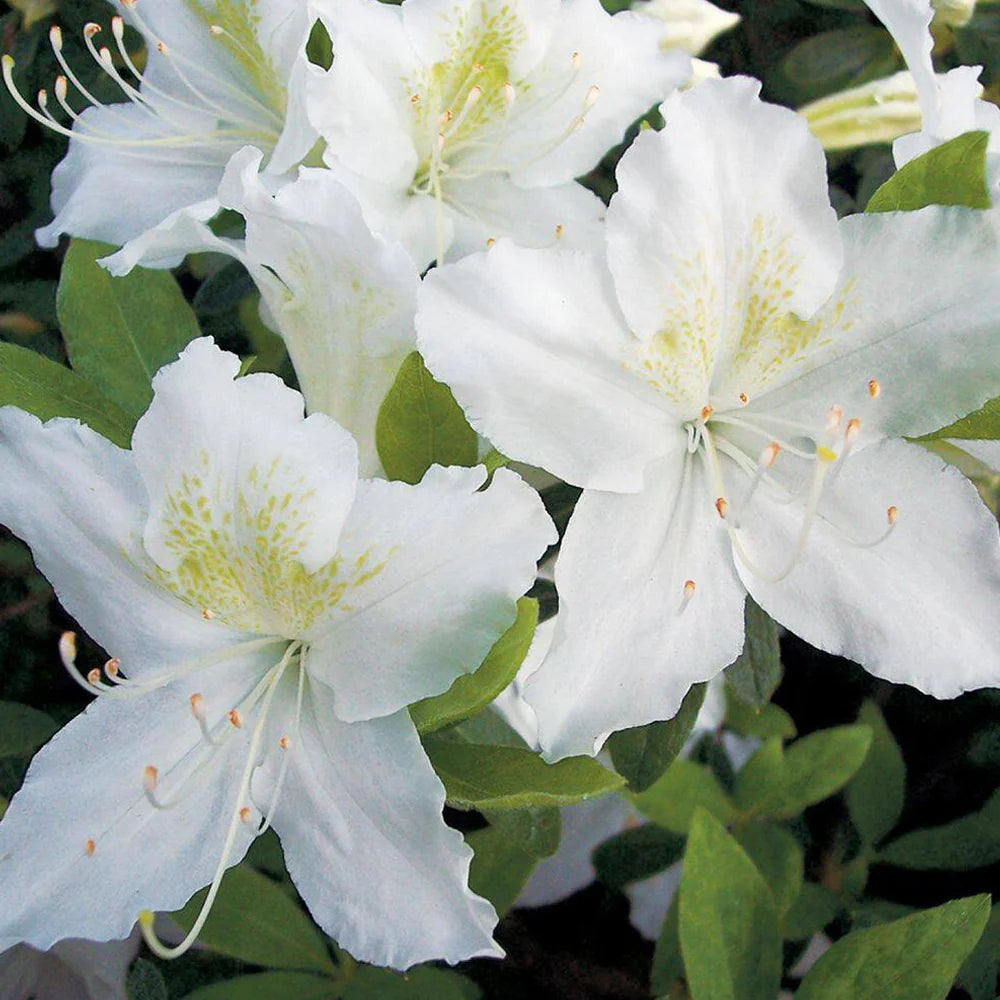 EVER GIRARDS PLEASANT WHITE AZALEA 3gal