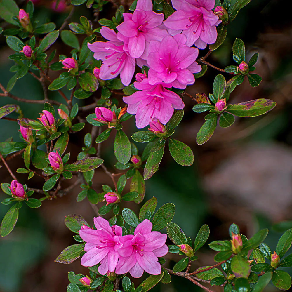 Karen Azalea (AZALEA KAREN) - 3 gallon 15"