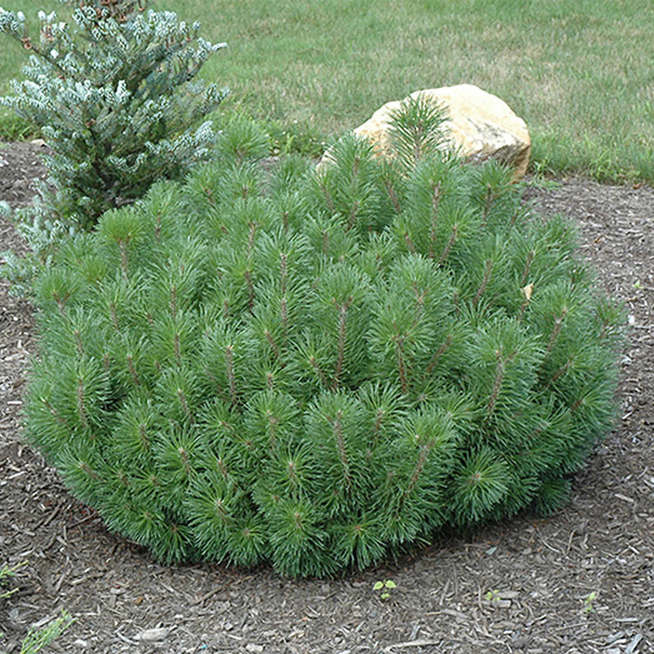 MUGO PINE 2gal