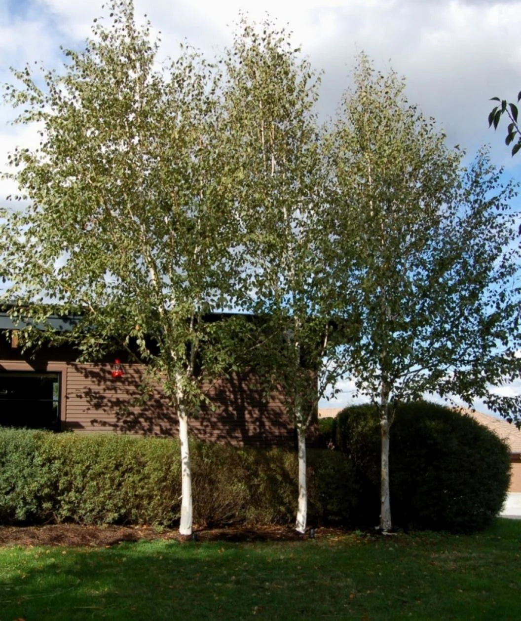 WHITEBARK HIMILAYAN BIRCH 10gal