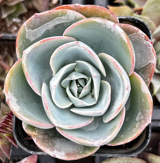 Echeveria Imbricata