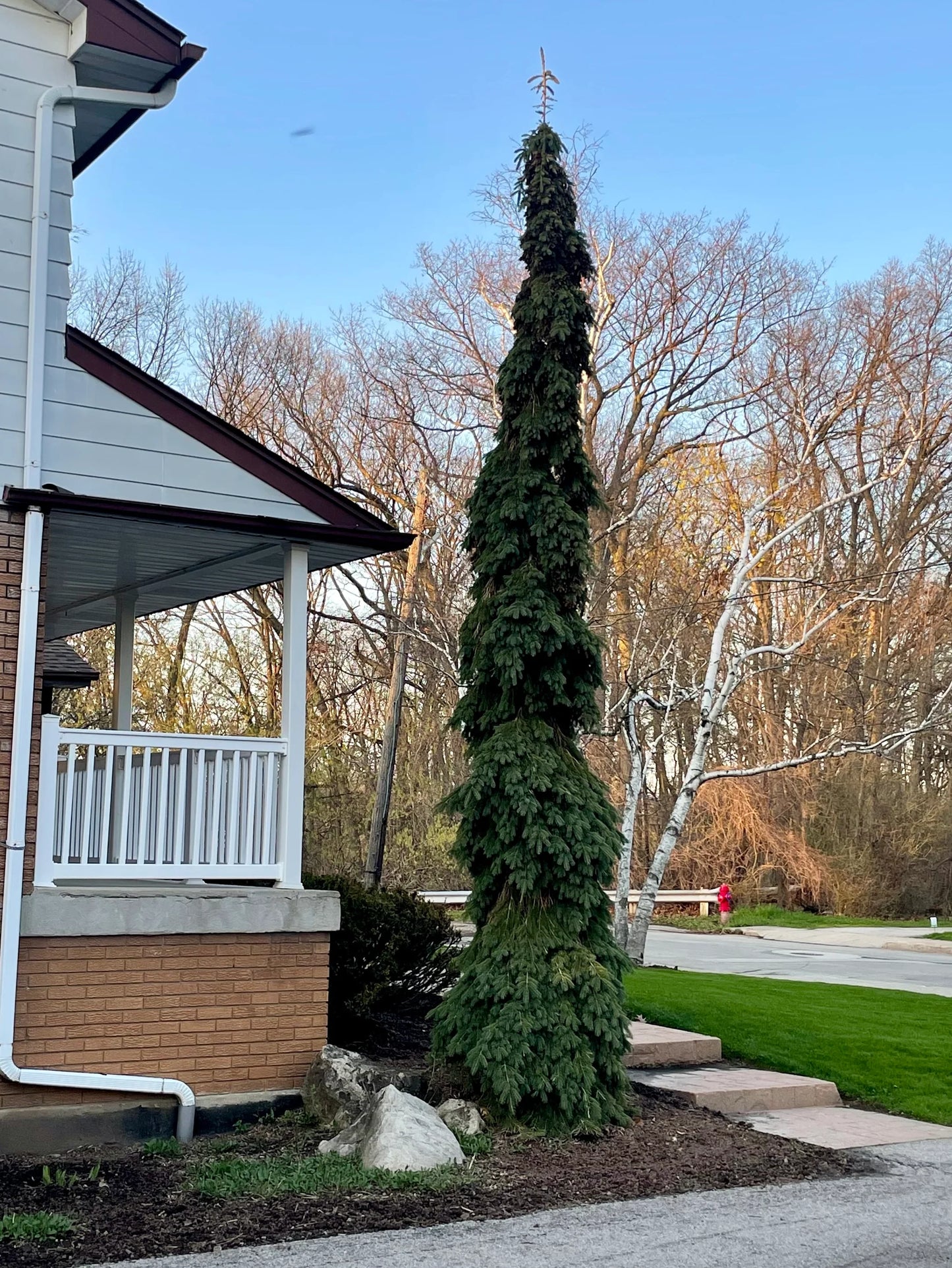 WEEPING WHITE SPRUCE 5gal