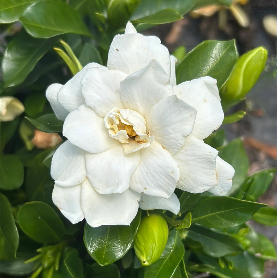SWEET TEA GARDENIA 2gal