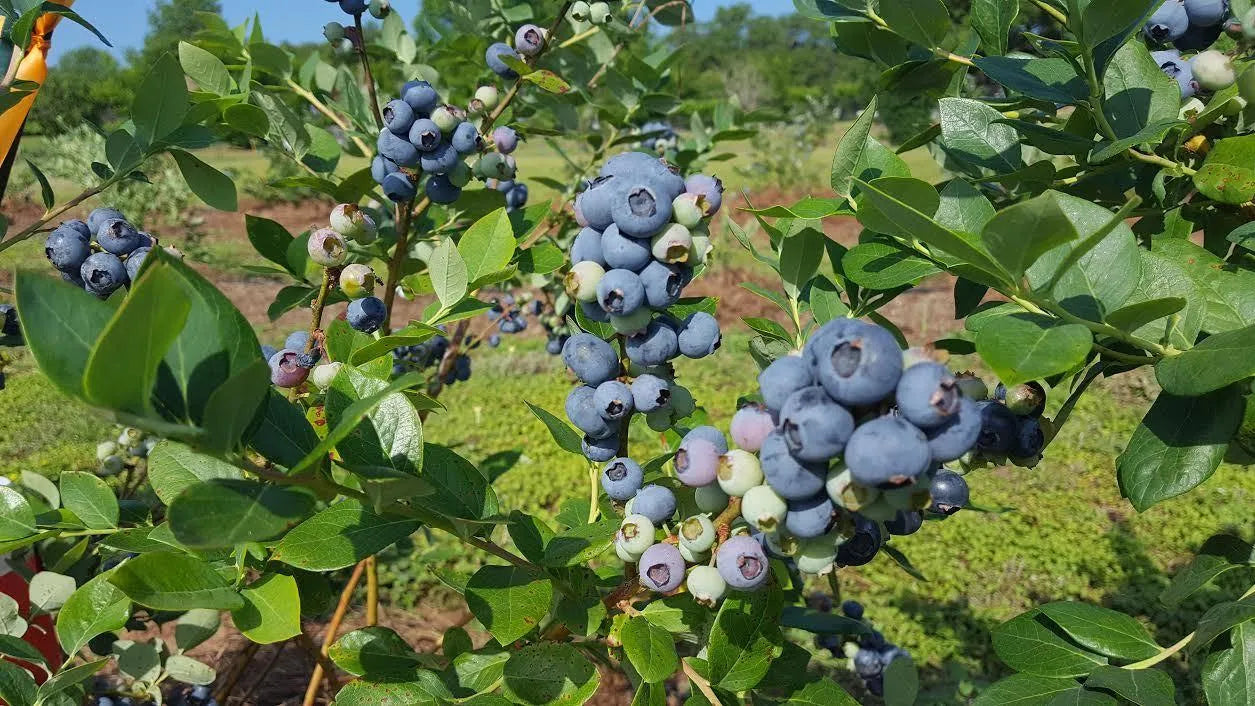 JUBILEE MIDSEASON BLUEBERRY 1gal