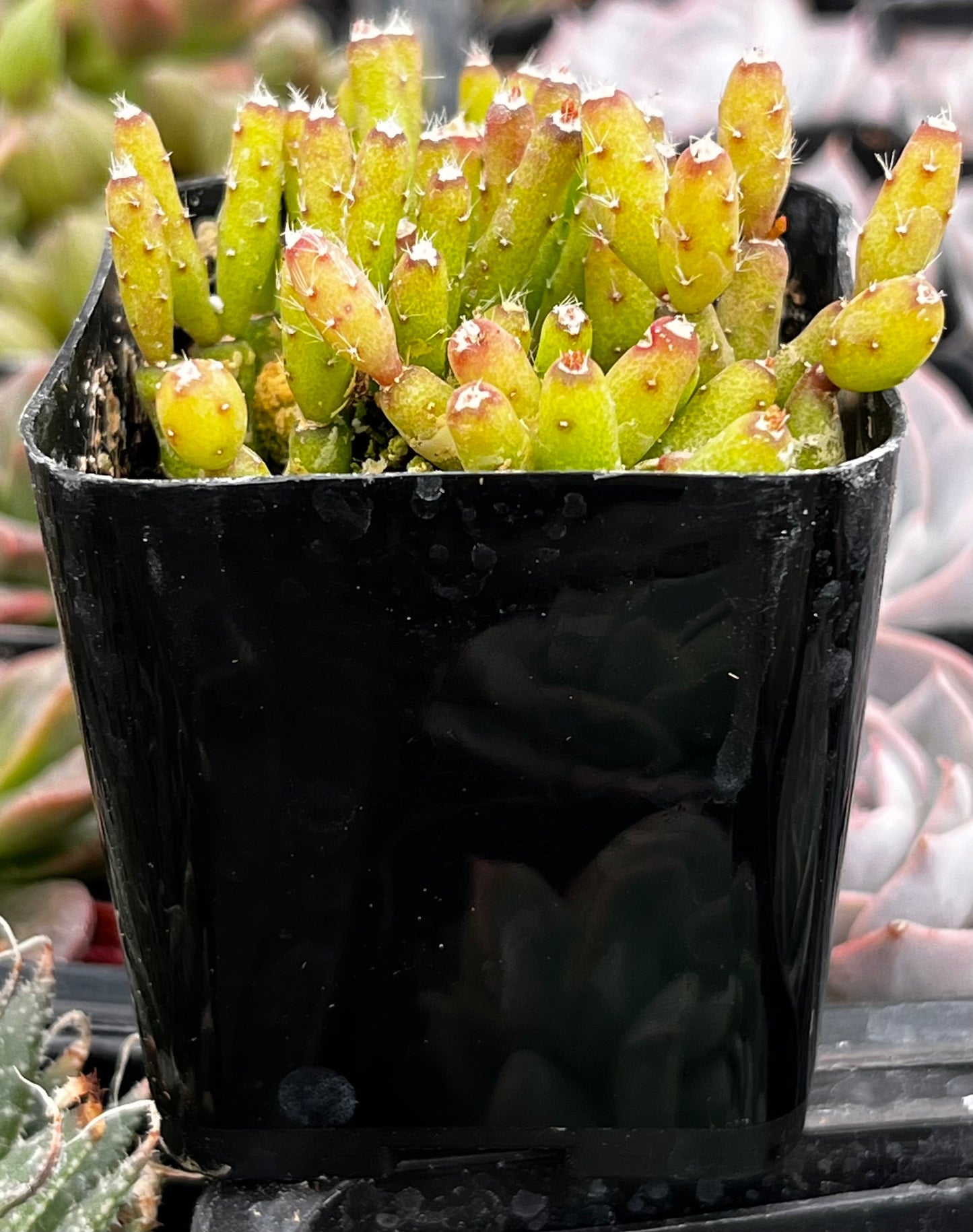Dancing Cactus - Hatiora Salicornioides
