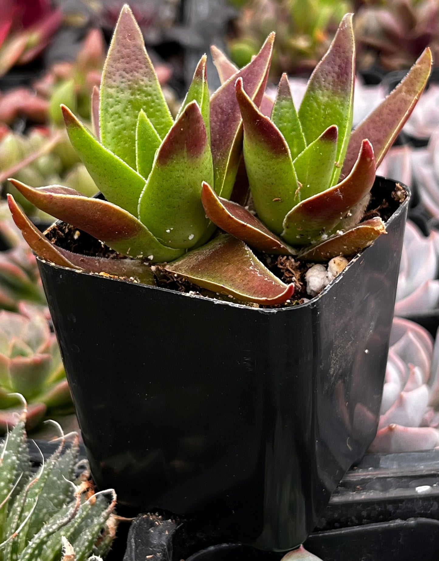 Red Pagoda Crassula