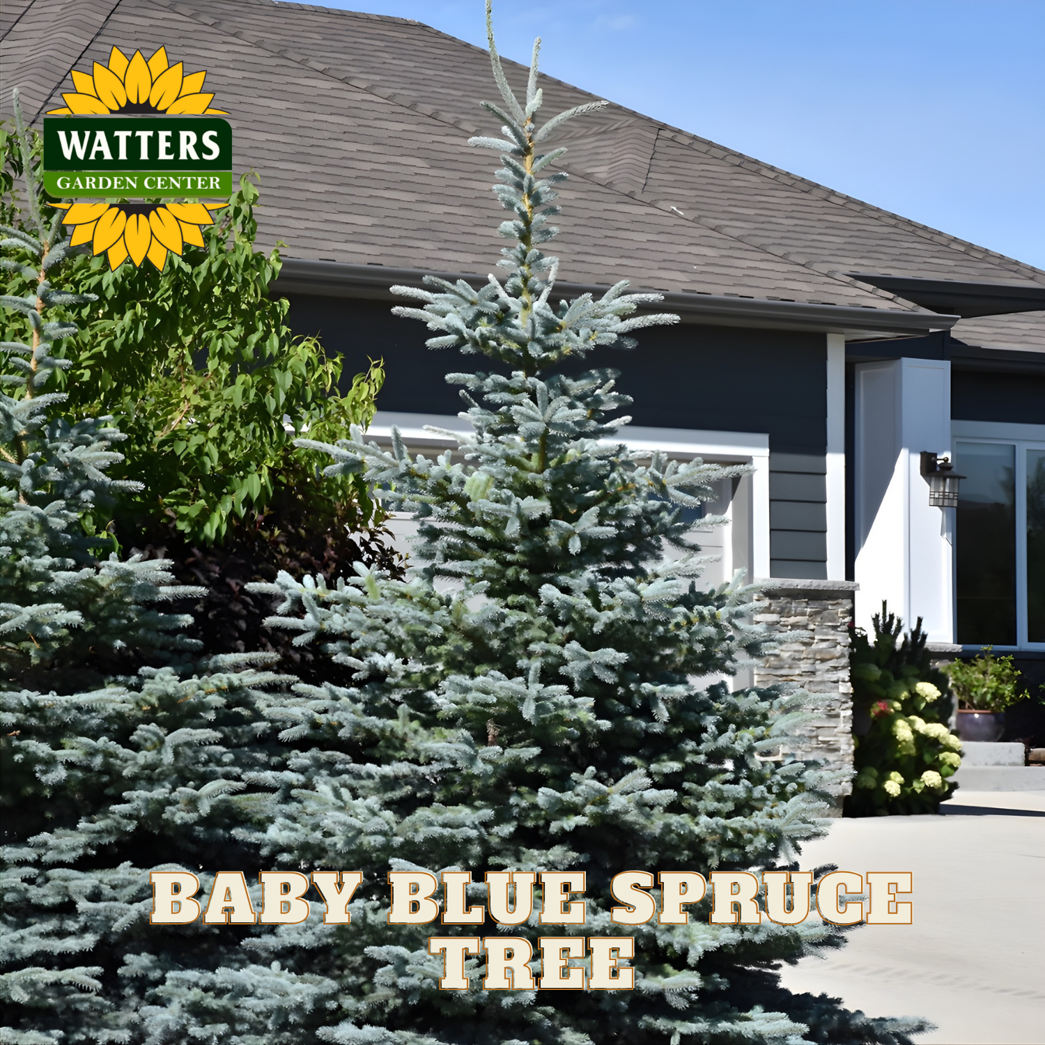 planting blue spruce near house BABY BLUE SPRUCE TREE 6gal