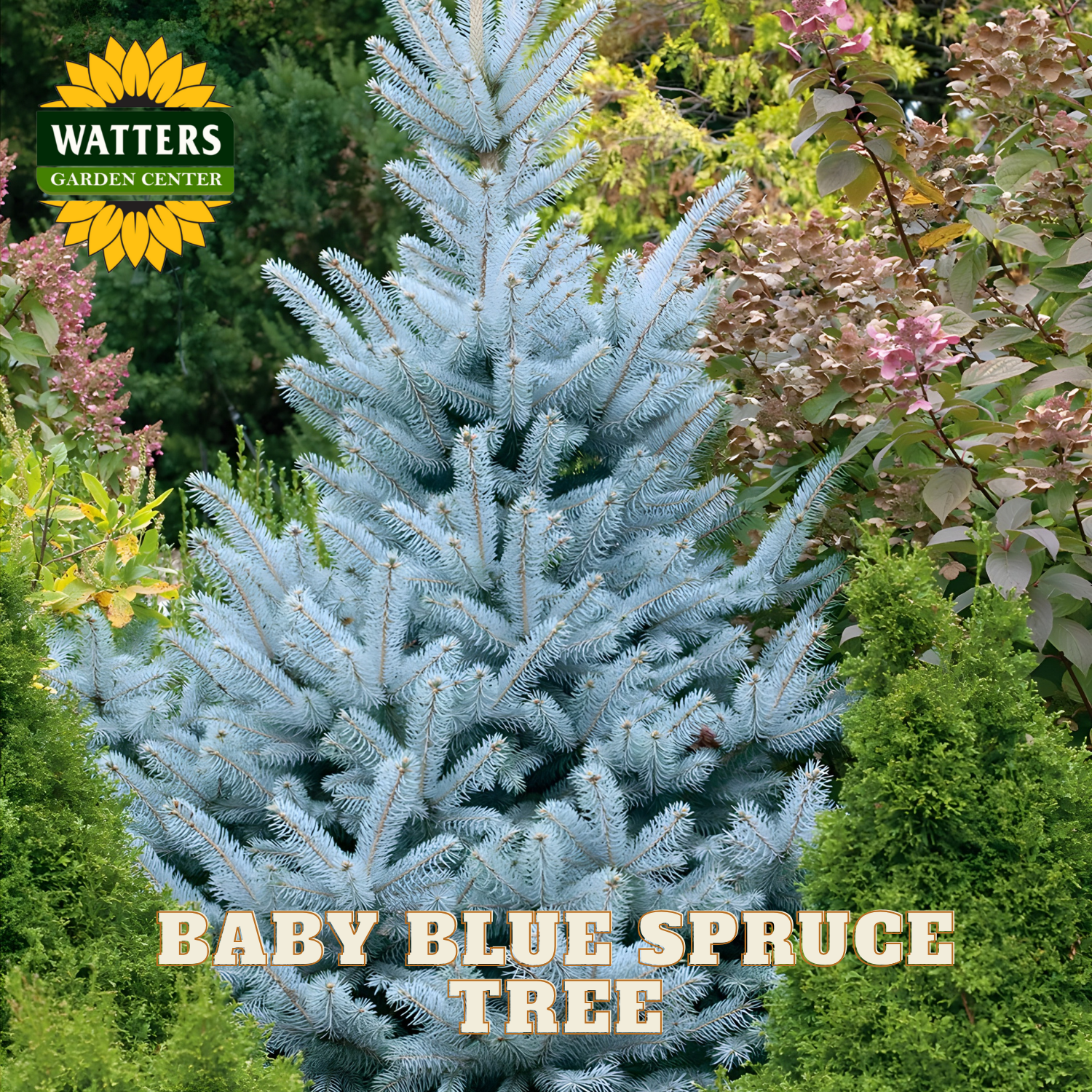 Baby Blue Spruce tree with Watters Garden Center logo in the corner