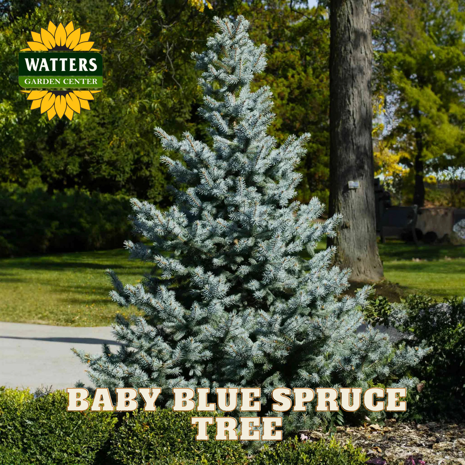 Baby Blue Spruce tree in a garden setting with Watters Garden Center branding.