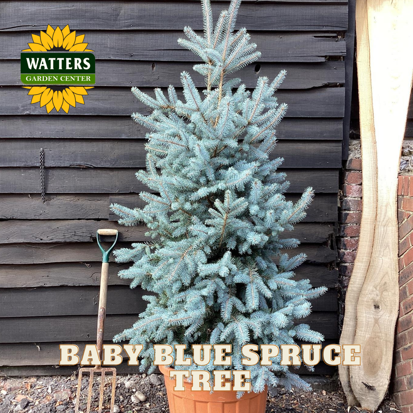 Potted baby blue spruce tree in front of a wooden wall with Watters Garden Center logo.