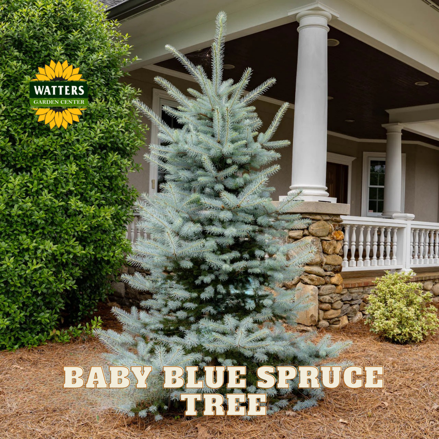 Baby Blue Spruce tree in front of a house with Watters Garden Center branding.