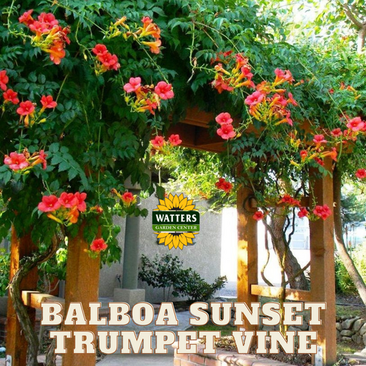 BALBOA SUNSET TRUMPET VINE 2gal