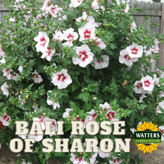 BALI ROSE OF SHARON 2gal