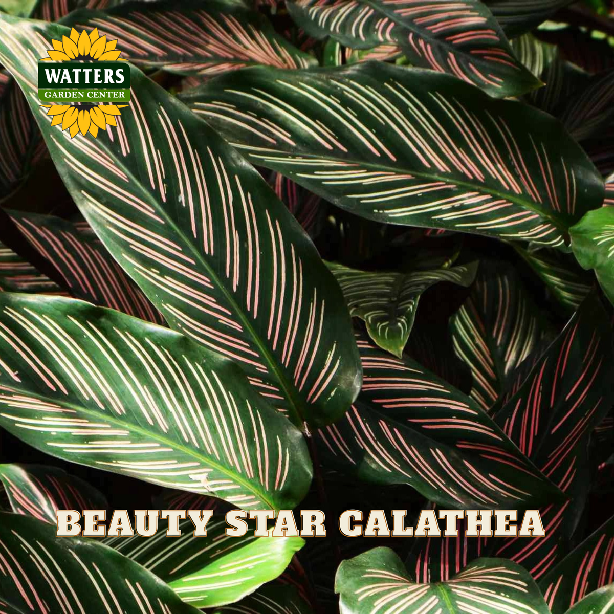 Close-up of a Calathea plant with large green leaves featuring prominent cream and red stripes, with the Watters Garden Centre logo and 'BEAUTY STAR CALATHEA' text overlaid.