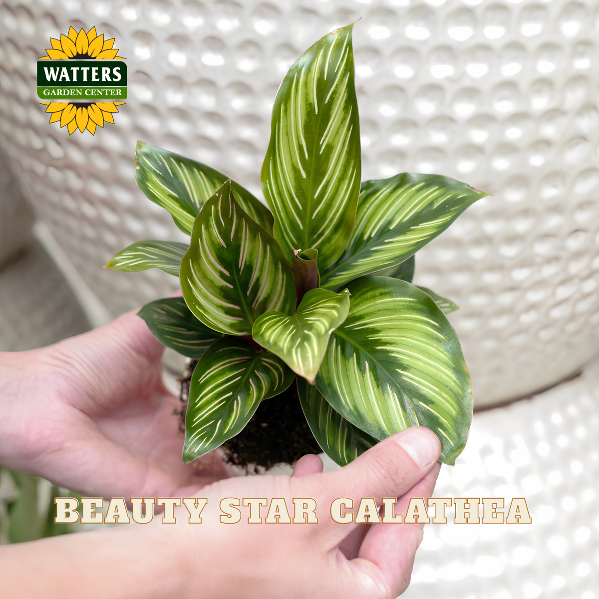 A small potted Calathea plant with variegated green and cream leaves being held in two hands. The Watters Gardens Center logo is in the top-left corner, and 'BEAUTY STAR CALATHEA' text is at the bottom.