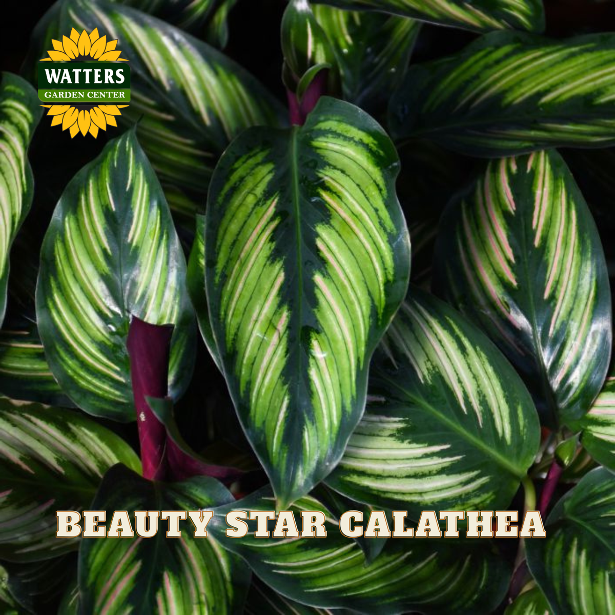 Close-up of a Calathea plant with variegated green and cream leaves and burgundy stems, with the text 'BEAUTY STAR CALATHEA' and a 'WATTERS GARDEN CENTER' logo.