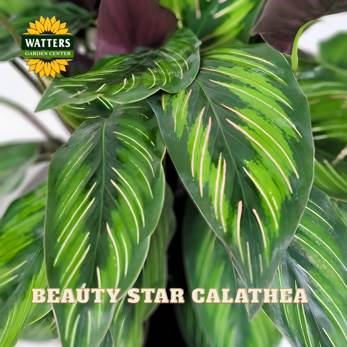 Close-up of a Calathea plant with large green leaves featuring prominent cream stripes and some dark burgundy foliage. A Watters Gardens Center logo appears in the top left, and the text 'BEAUTY STAR CALATHEA' is overlaid at the bottom.