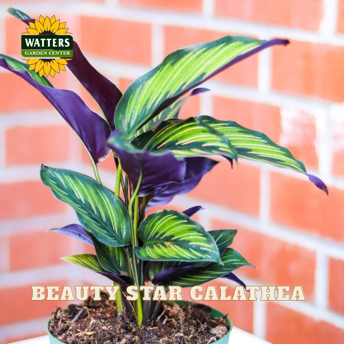 A potted Beauty Star Calathea plant with striking green and purple variegated leaves, shown in a green pot against a brick wall background. The Watters Gardens Center logo is visible in the top left, and 'BEAUTY STAR CALATHEA' text is at the bottom.