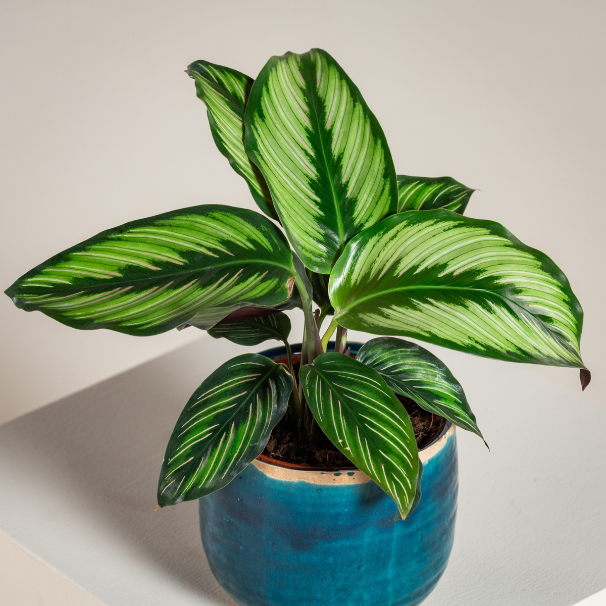 A Calathea Oxyrhincha plant with striking green and white striped leaves, potted in a glossy blue ceramic pot on a light beige surface.