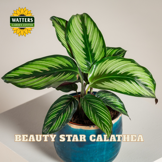 A potted Beauty Star Calathea plant with striking green and white striped leaves, in a blue ceramic pot, shown against a plain light background with the Watters Gardens Center logo and 'BEAUTY STAR CALATHEA' text.