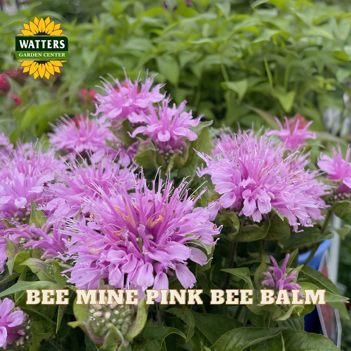 Pink bee balm flowers blooming in a garden setting, with green foliage in the background. The Watters Garden Center logo is visible in the top left, and the text 'BEE MINE PINK BEE BALM' is displayed at the bottom.