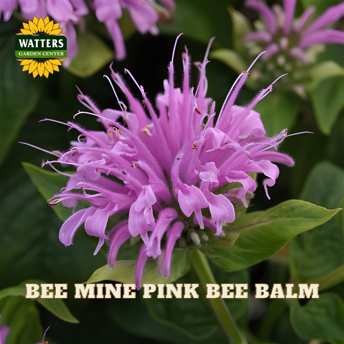 A close-up of a bright pink bee balm flower with green leaves, featuring the Watters Garden Center logo in the top left and the text 'BEE MINE PINK BEE BALM' at the bottom.