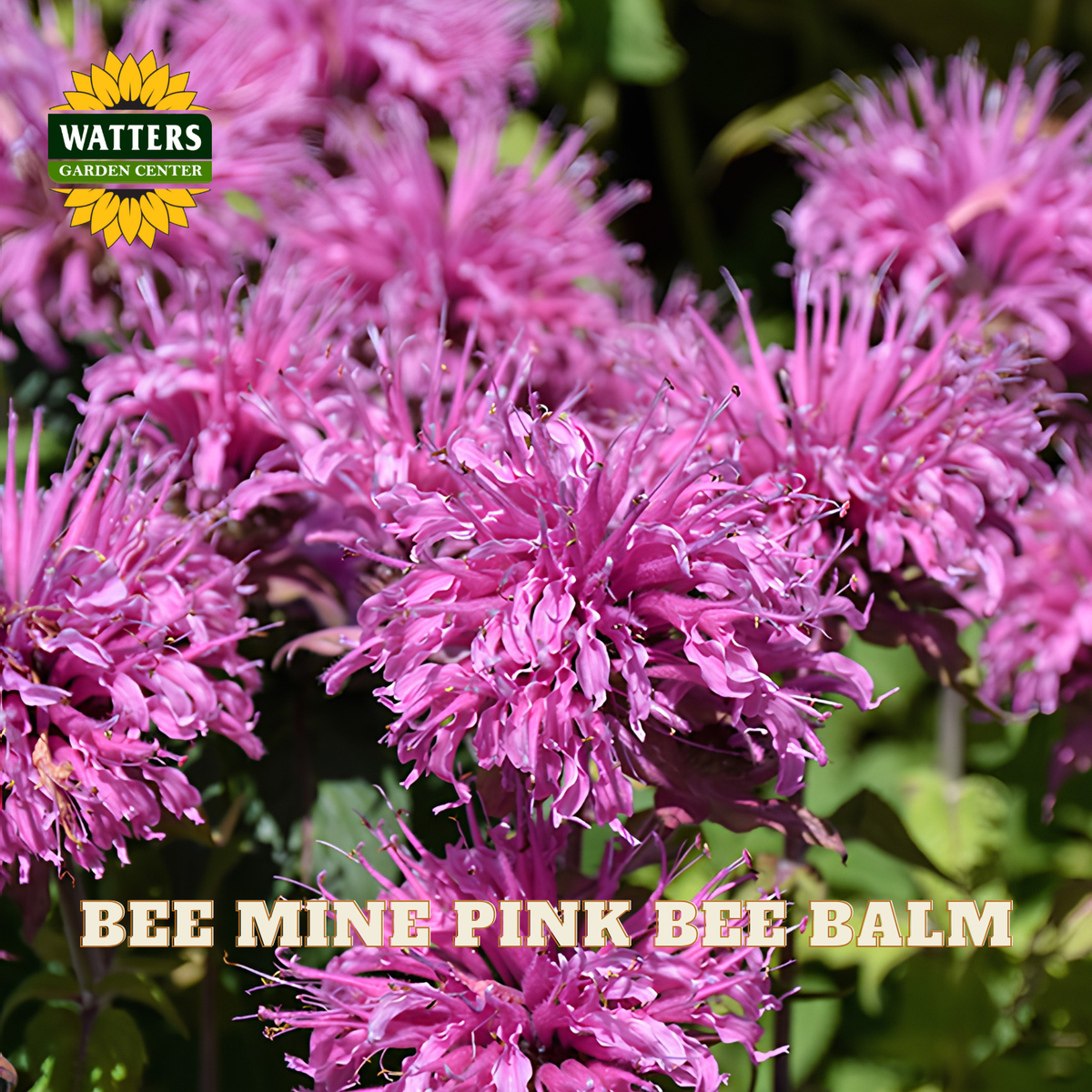Close-up of bright pink bee balm flowers with green foliage, featuring the Watters Garden Center logo in the top left and the text 'BEE MINE PINK BEE BALM' at the bottom.