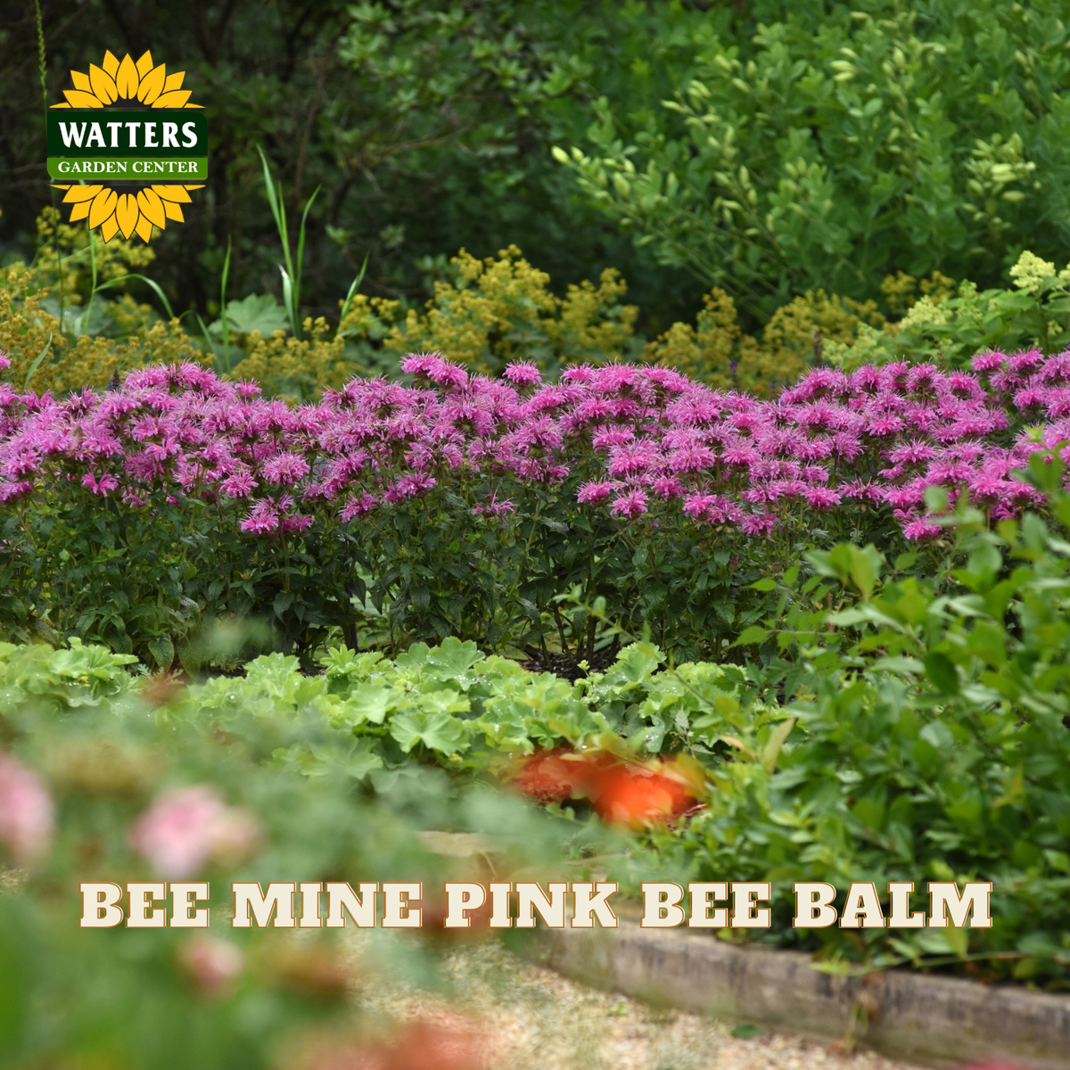 A garden scene with dense green foliage and a row of bright pink flowers across the middle. Large text at the bottom reads 'BEE MINE PINK BEE BALM,' and a Watters Gardens Center logo appears in the upper left.