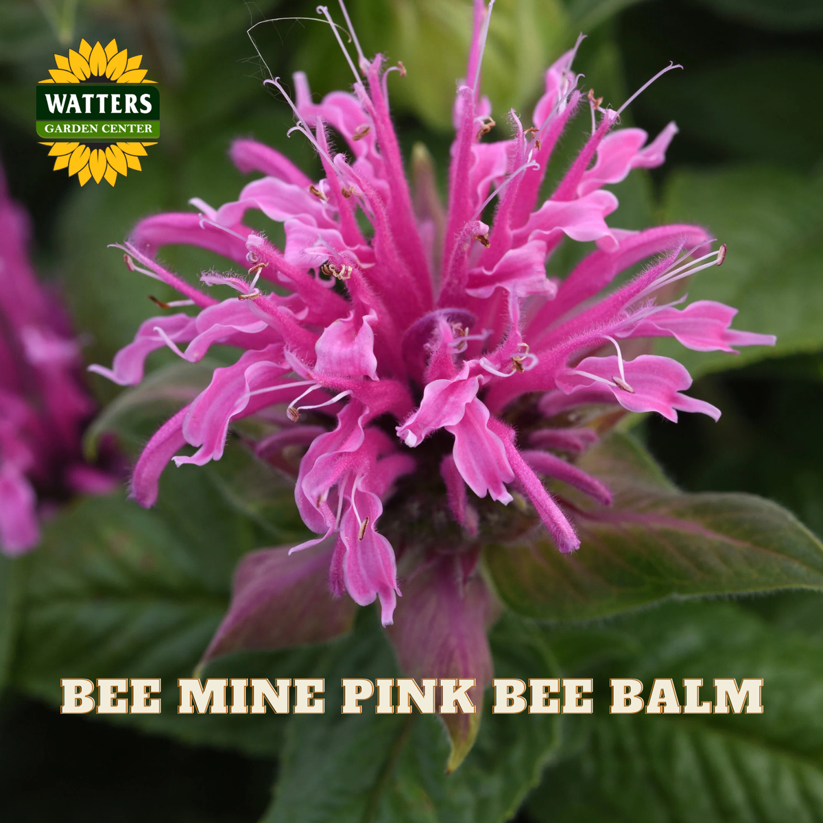 A close-up of a bright pink bee balm flower with green leaves, featuring the Watters Garden Center logo in the top left and the text 'BEE MINE PINK BEE BALM' at the bottom.