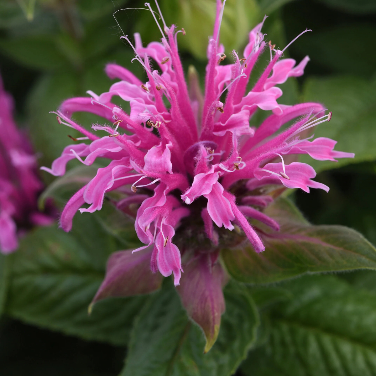 A close-up of a bright pink bee balm flower with ruffled tubular petals and green leaves in the background.