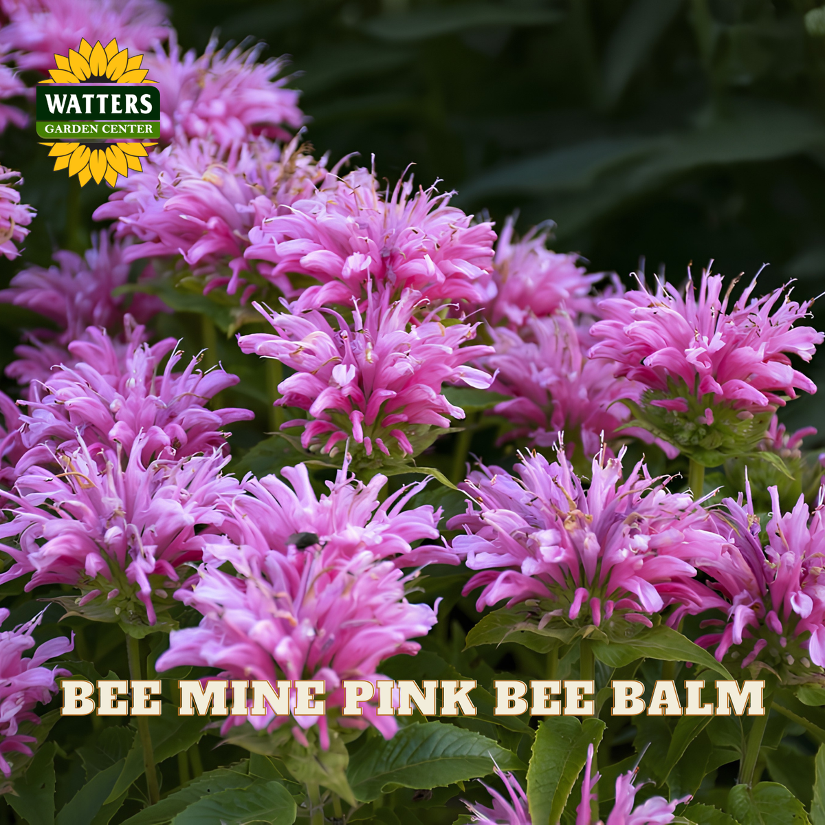 Pink bee balm flowers blooming in a garden setting, with the text 'BEE MINE PINK BEE BALM' at the bottom and a 'WATTERS GARDEN CENTER' logo at the top left.