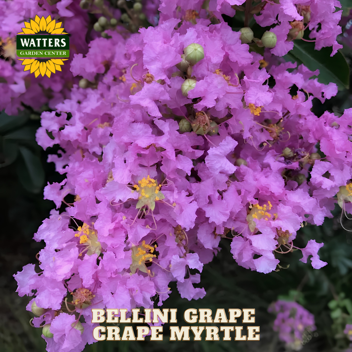 Bellini Grape Crape Myrtle with Watters Garden Center branding