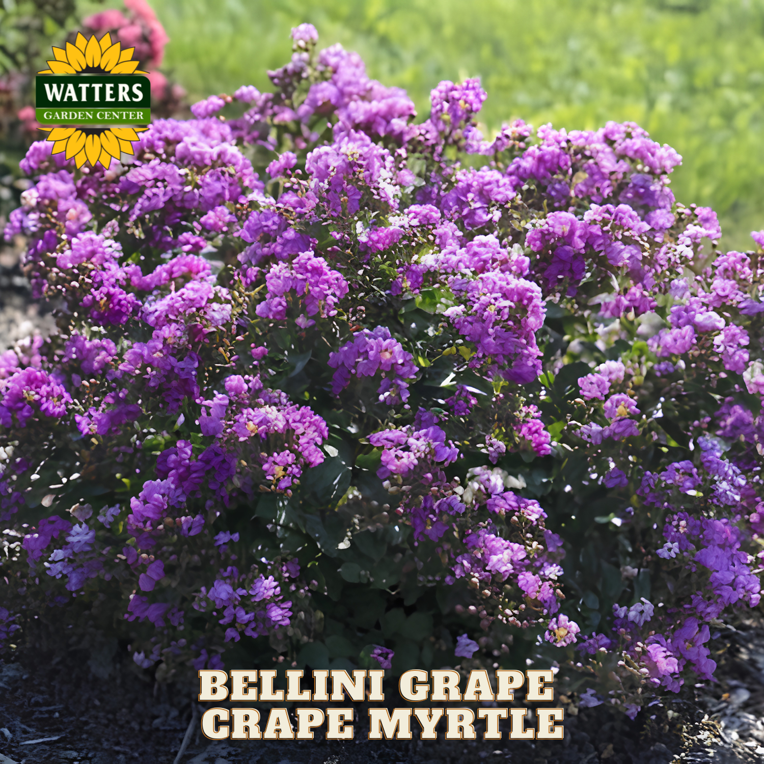 Bellini Grape Crape Myrtle plant with Watters Garden Center branding.