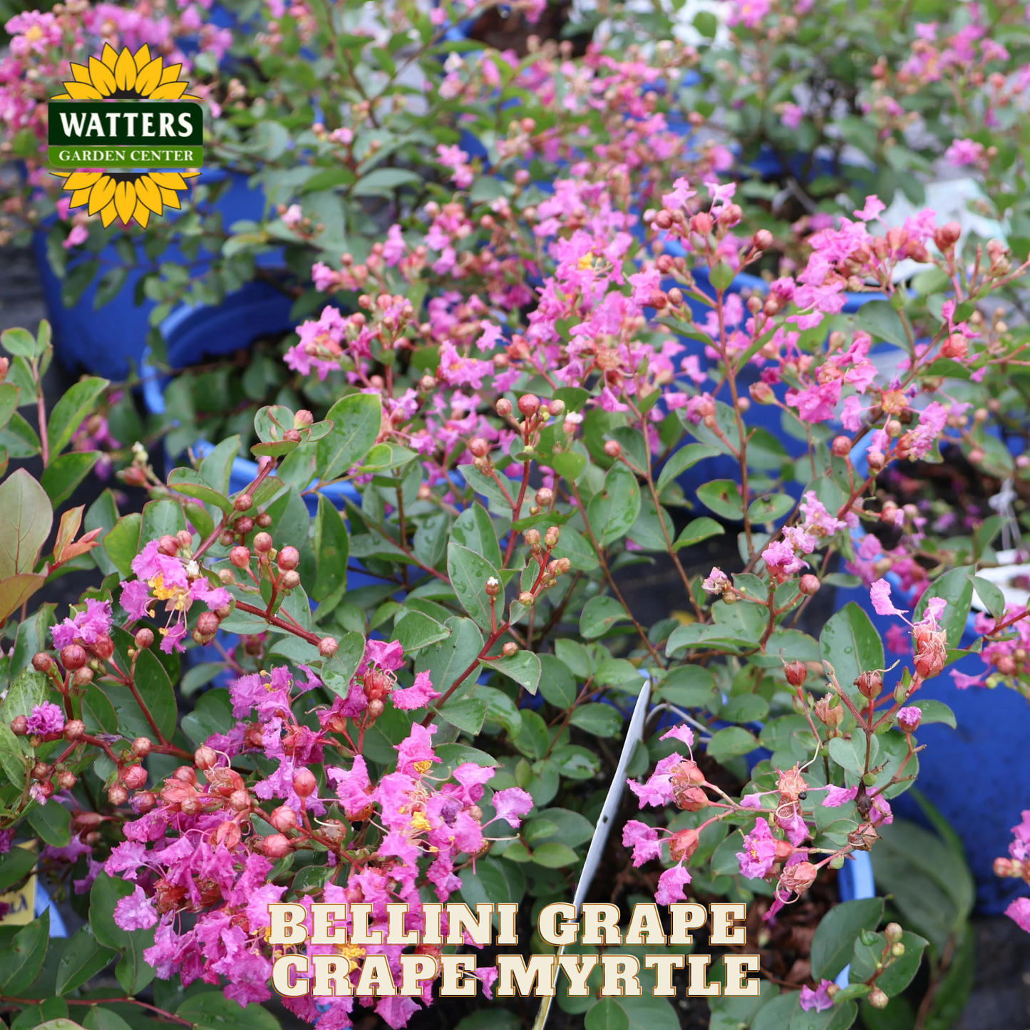 Bellini Grape Grape Myrtle plant with Watters Garden Center branding.