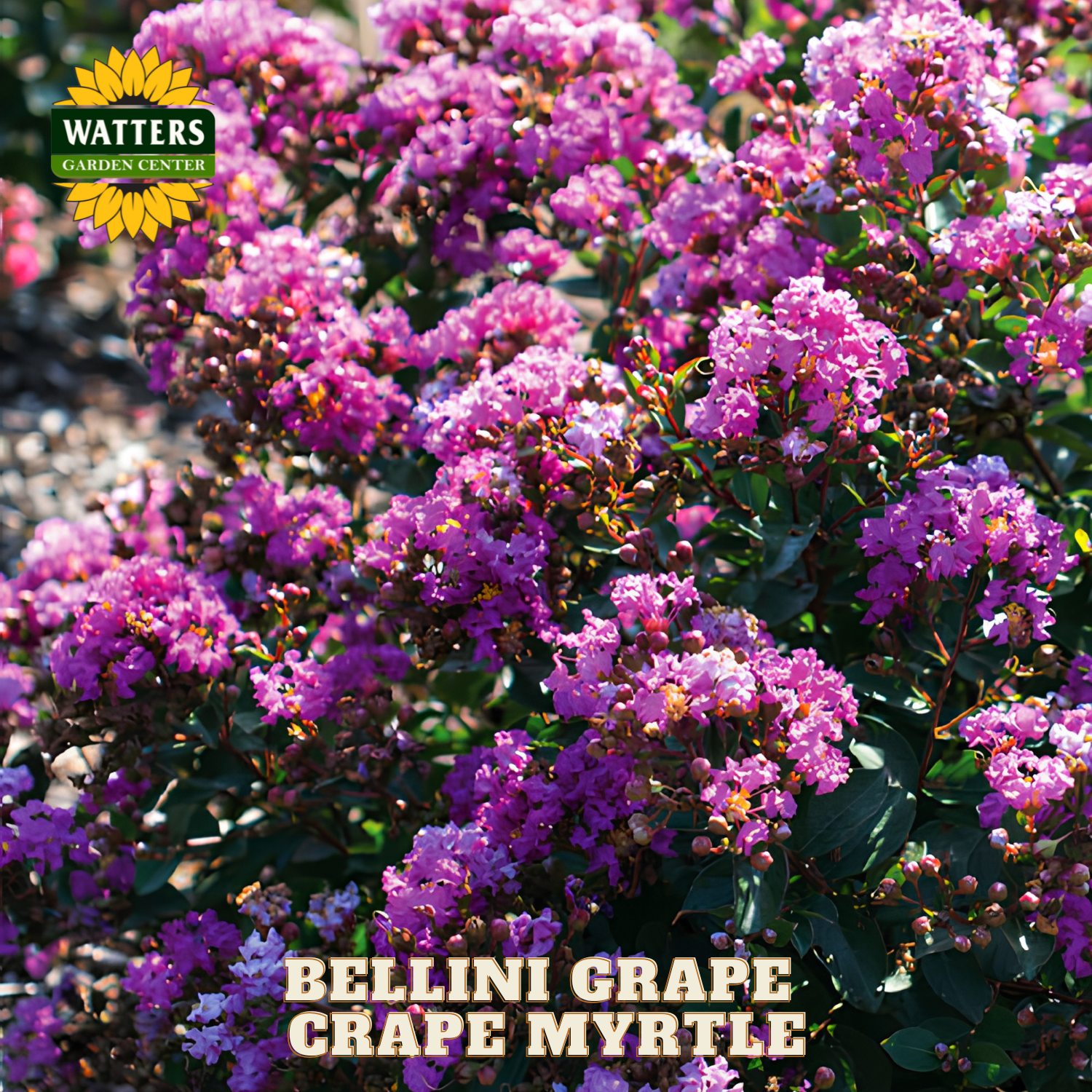 Bellini Grape Grape Myrtle with Watters Garden Center branding