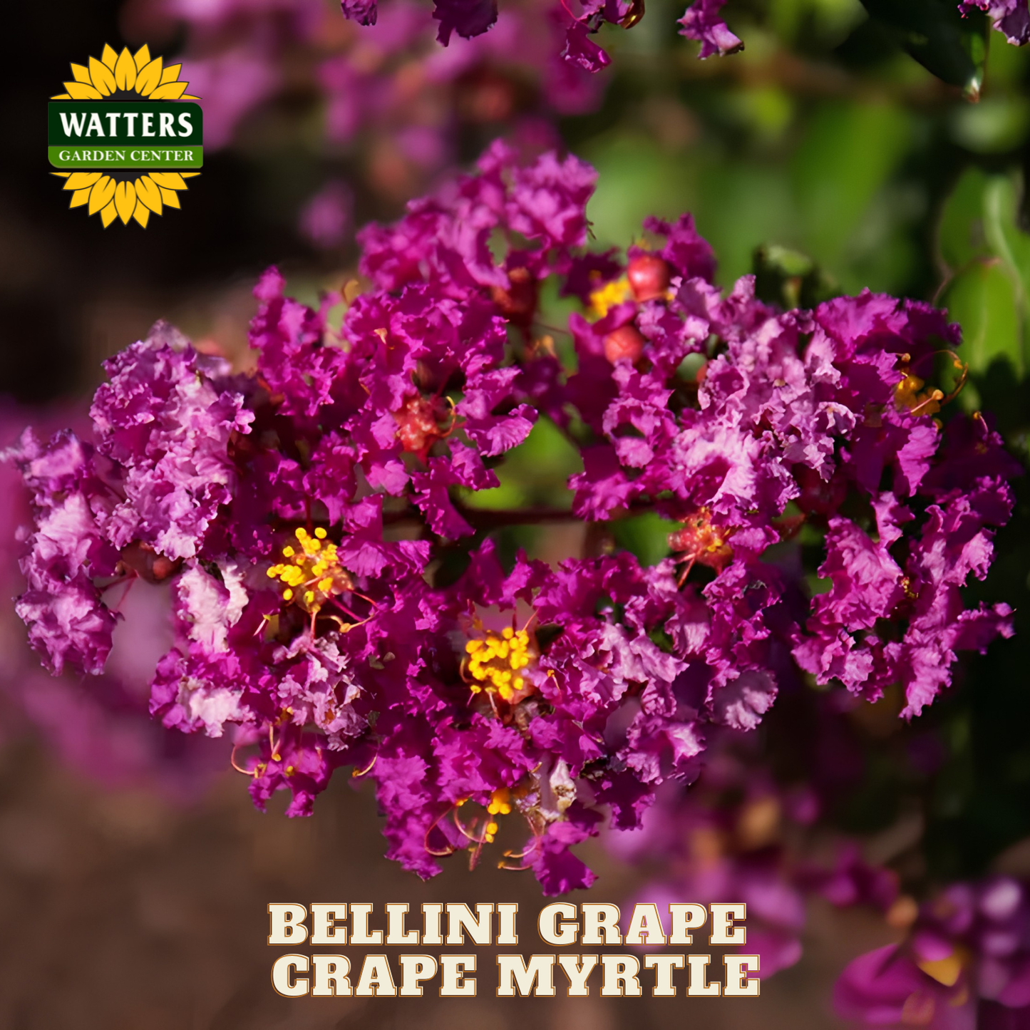 Bellini Grape Crape Myrtle with Watters Garden Center logo