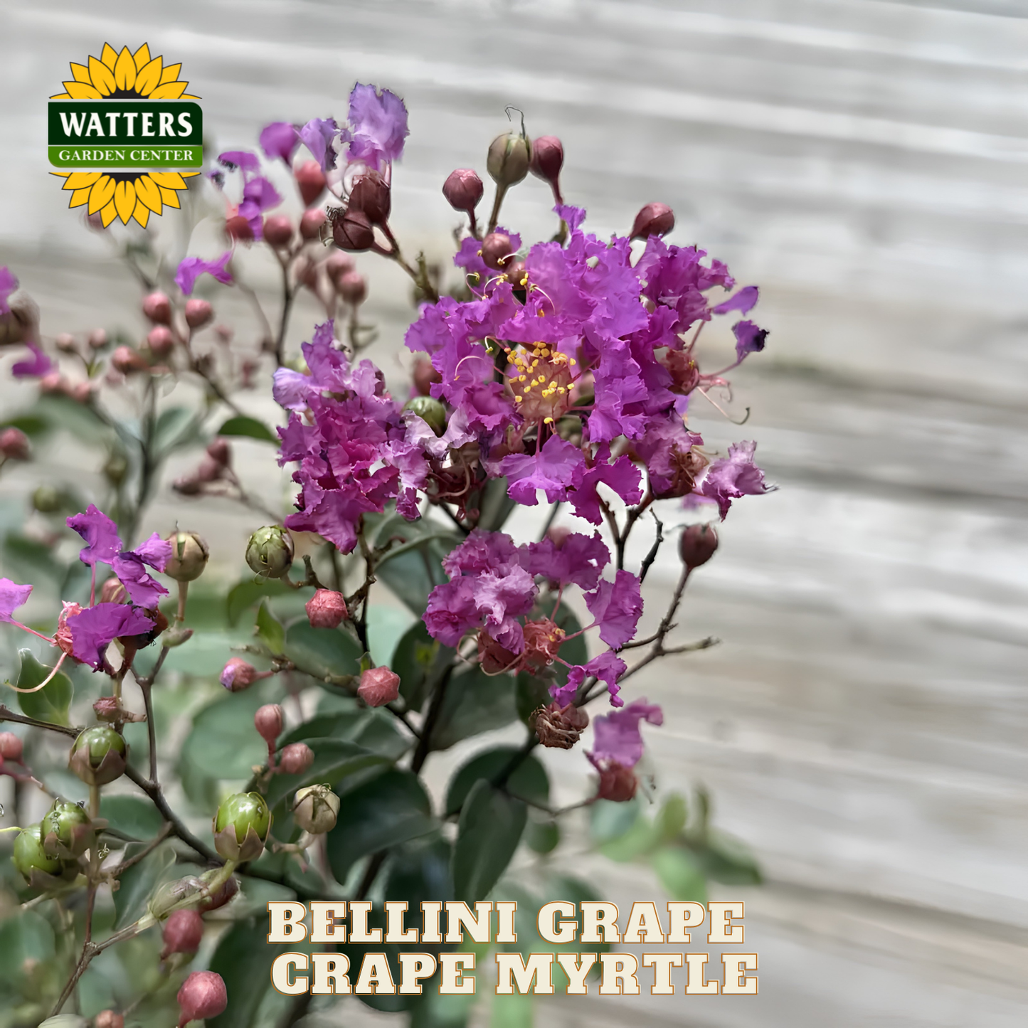 Bellini Grape Crape Myrtle with Watters Garden Center logo