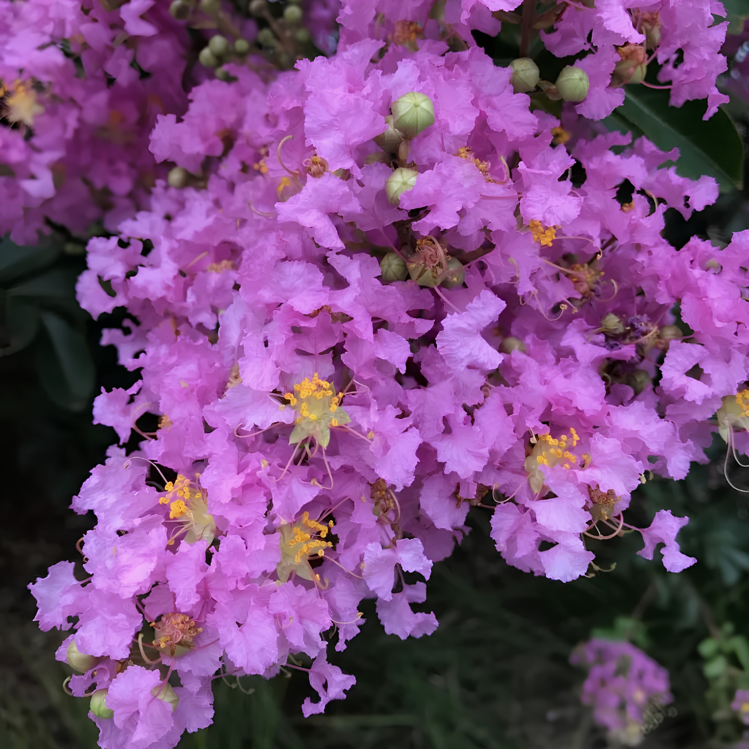 Close-up of pink flowers with green buds on a dark background
