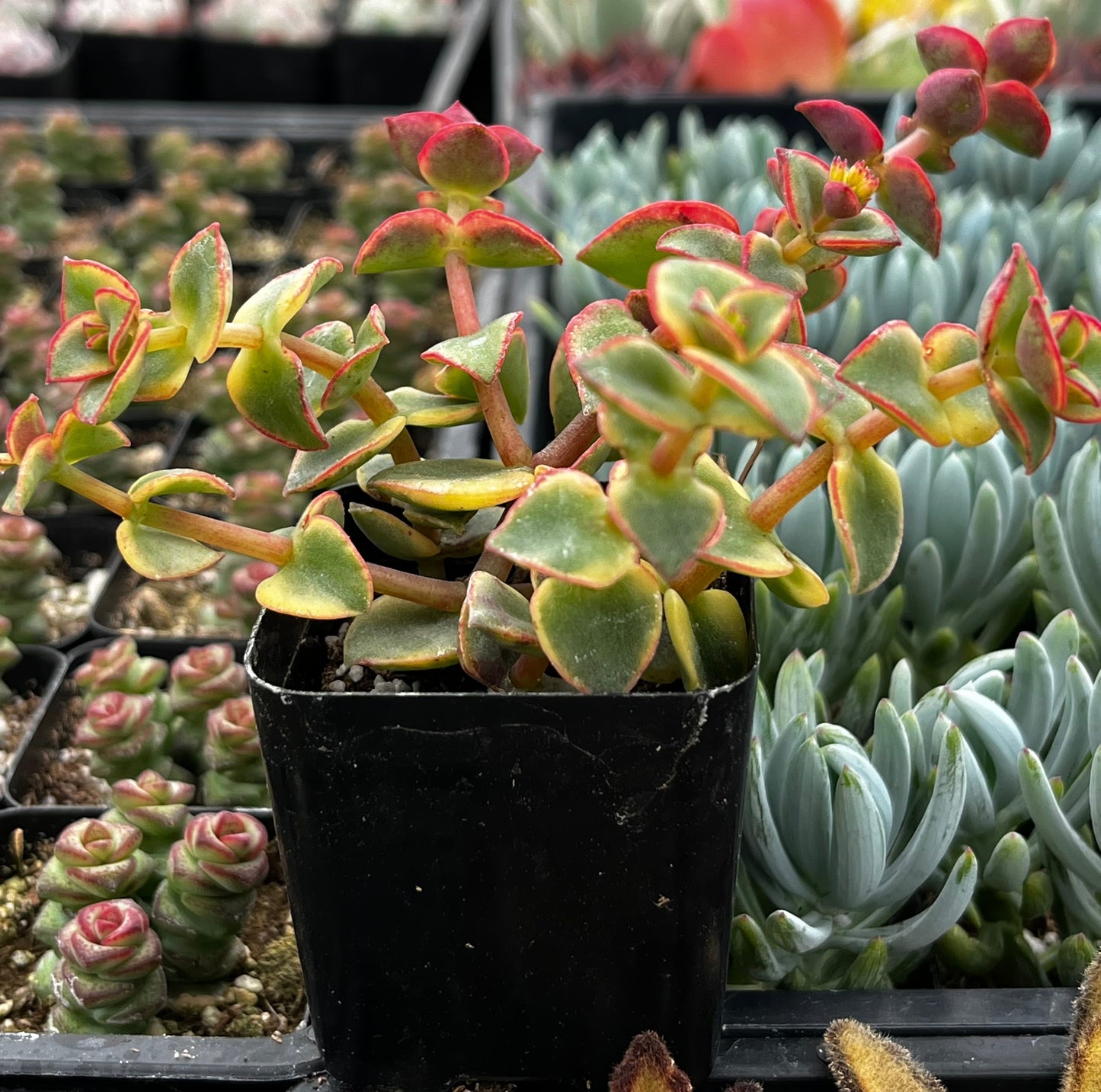 Calico Kitten Variegated Crassula
