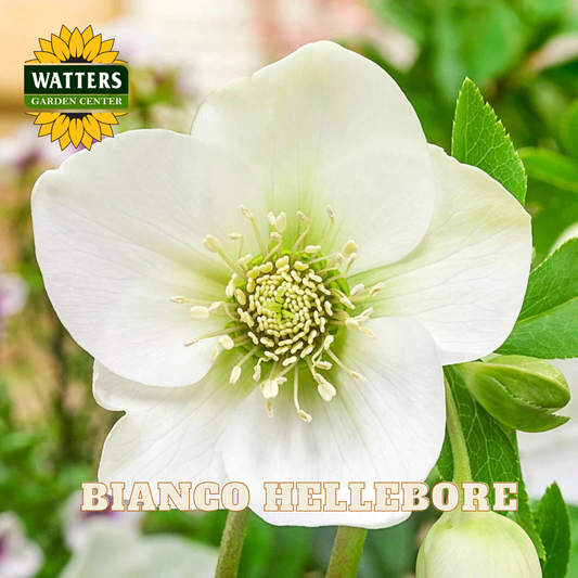 White hellebore flower with green center, surrounded by green leaves, on a blurred natural background with Watters Garden Center logo.