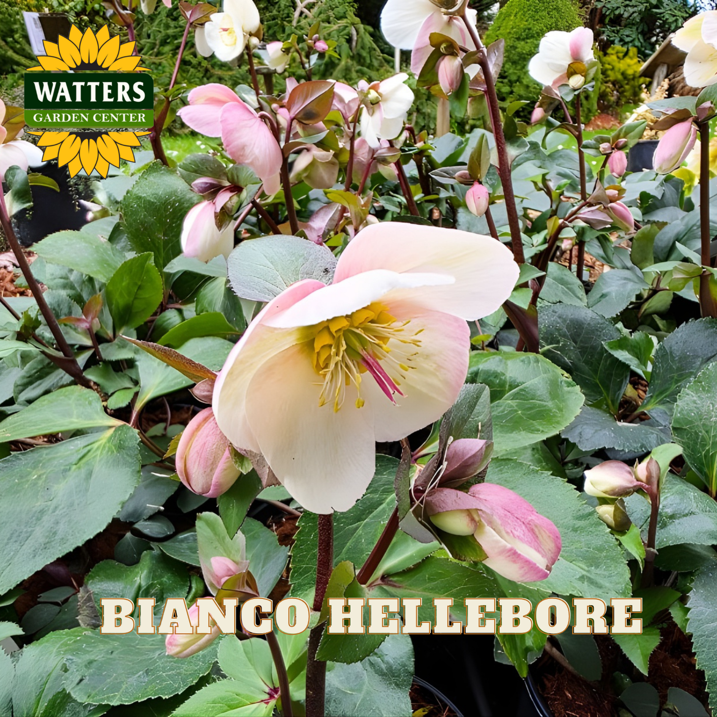 Bianco Hellebore flowers with Watters Garden Center logo in the corner.