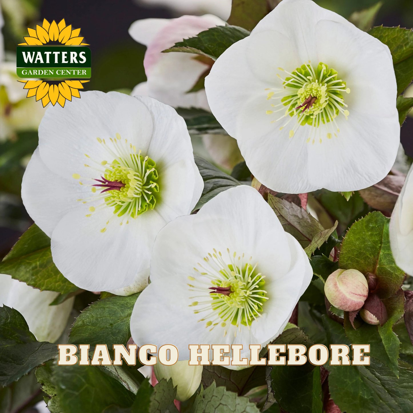 White hellebore flowers with green centers and 'Watters Garden Center' logo.
