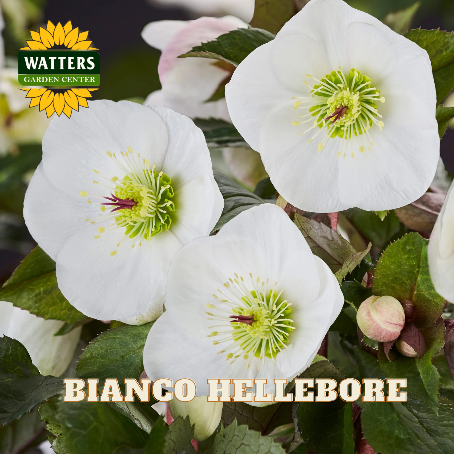 White hellebore flowers with green centers and 'Watters Garden Center' logo.