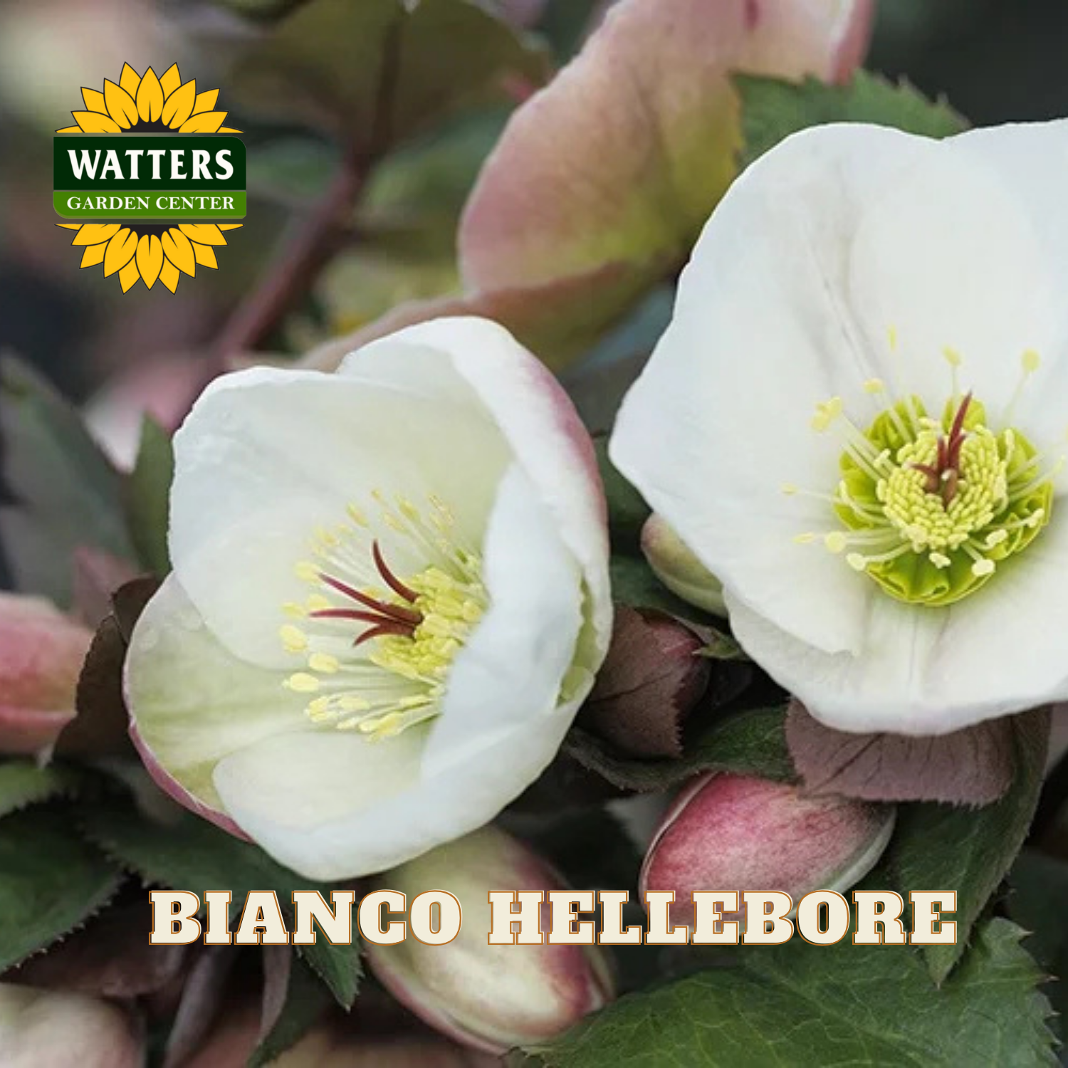 Close-up of white hellebore flowers with Watters Garden Center logo.
