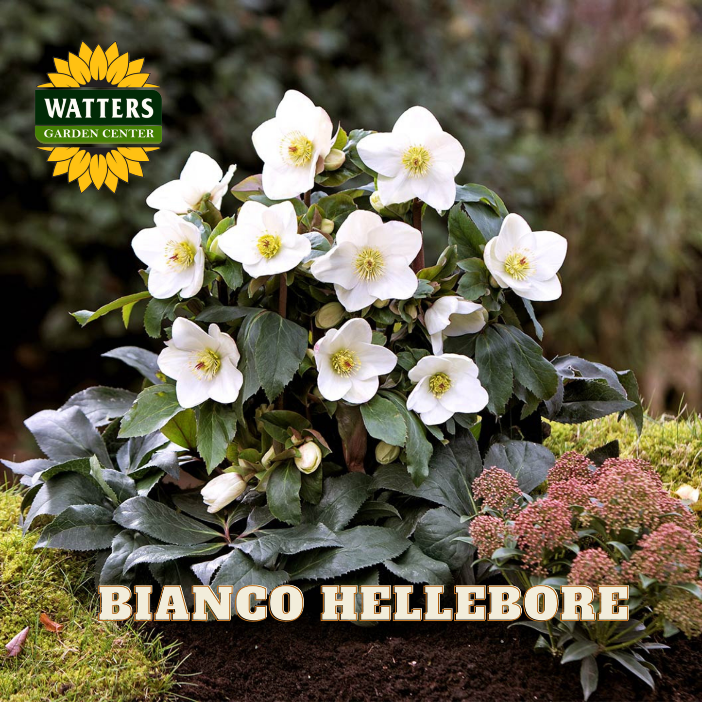 Bianco Hellebore plant with Watters Garden Center logo in the corner.